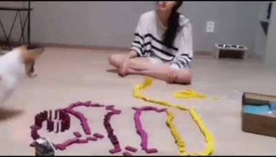 Never let your dog approach your domino project.