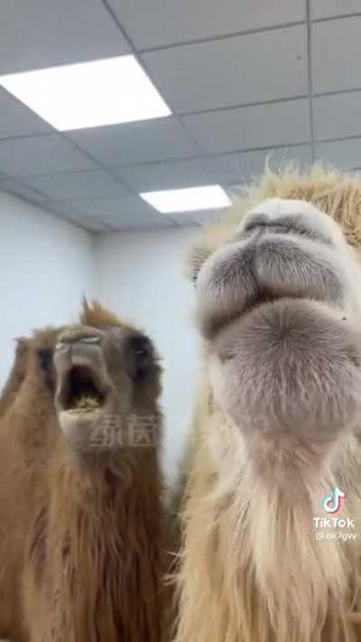 The way that Camels eat Cactus