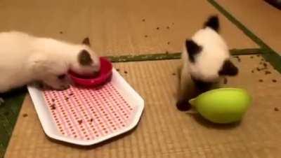 Newly fostered kittens haven't quite figured out mealtimes yet