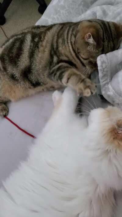 A fight to the death