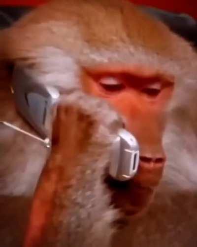 Terceira guerra canina