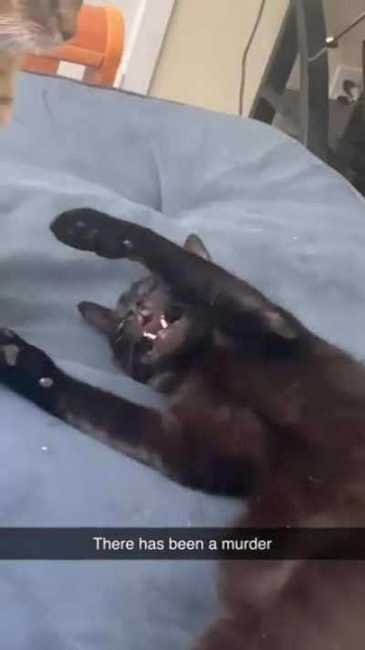 I have been murdered by my roommate and habe proof. I need meowpensentation now!!!!