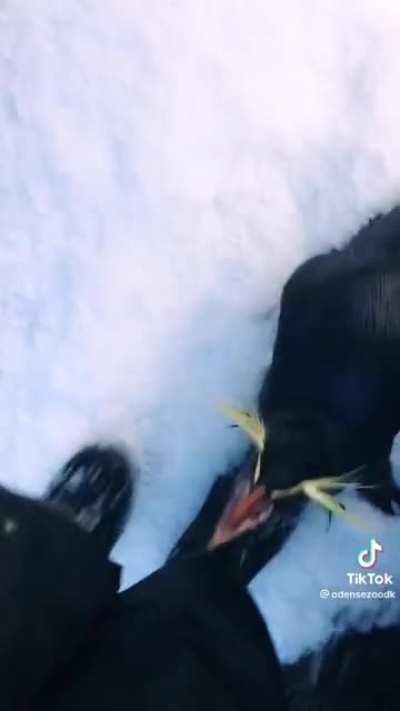 Apparently the zookeeper had just gotten some new boots, so they got a beating too