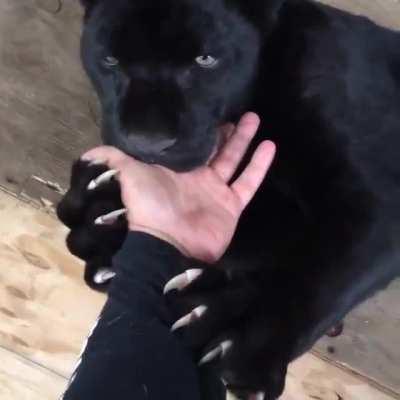 MUST boop the big kitty! ð