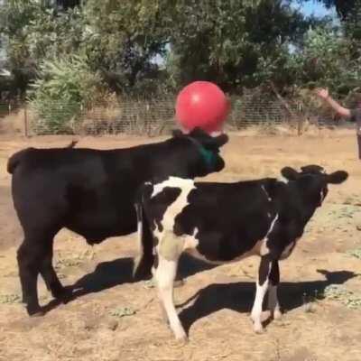 If you were wondering why we call them GRASS PUPPIES.