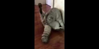 Cat finds out it's been neutered.