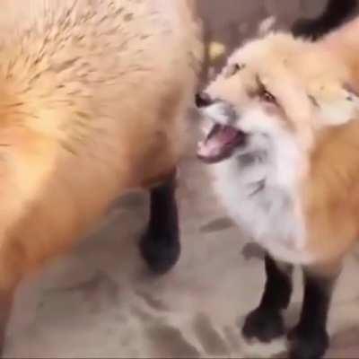 Fox wanting food while speaking Morse code (Fox Village, Japan)