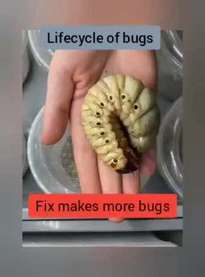 Lifecycle of bugs