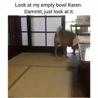 Feed me, hooman!....I said FEED ME NOW