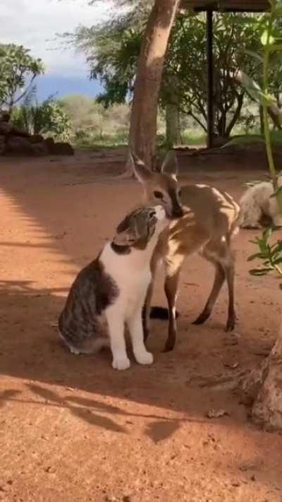 Unbreakable cute Friendship.