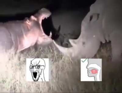 Sigma rhino vs virgin hippo  