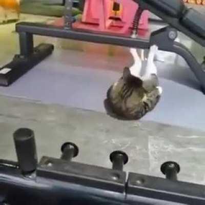 cat doing sit ups lol