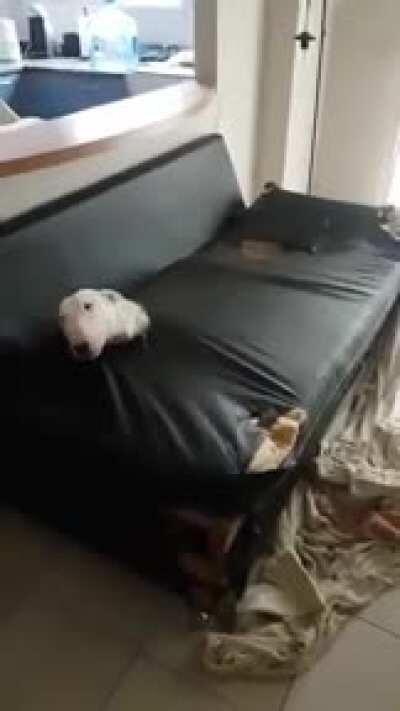 Literally caught in the act