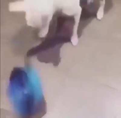 Bowls to make your dog eat slower.