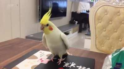 You dare challenge my abilities?! I'll show you how to tap!!