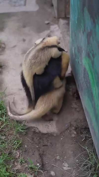 Male anteater carrying both his partner and their child on his back