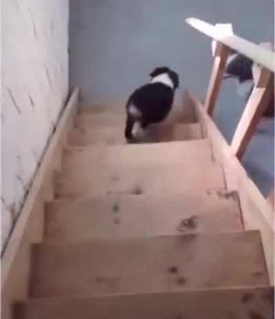 Pupper didn’t know how to use the stairs til mom showed him