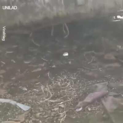 Imagine you discovering these rattlesnakes in your backyard. What would you do?
