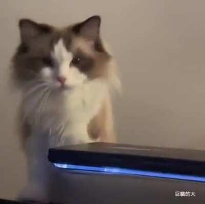 Feed me first Meoooowwwy 😁🥰