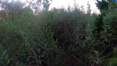 Getting chased by an alligator