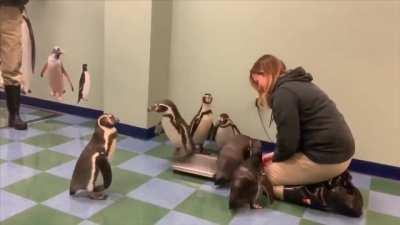 what it looks and sounds like when a penguin is getting weighed
