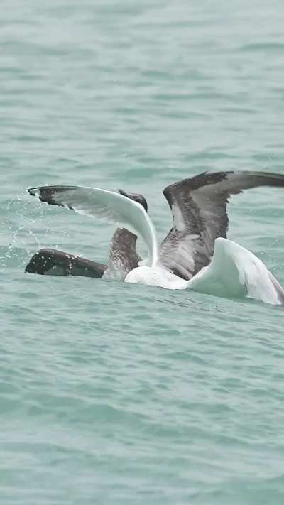 🔥 Hungry Gull Steals from Northern Gannet