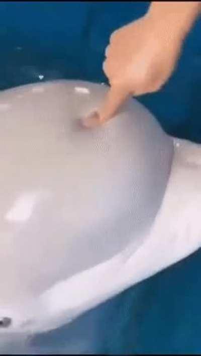 MAN CHOKES INNOCENT DOLPHIN AND SQUASHES ITS BRAINS