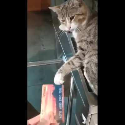 Cat In Istanbul,Turkey Subway Station