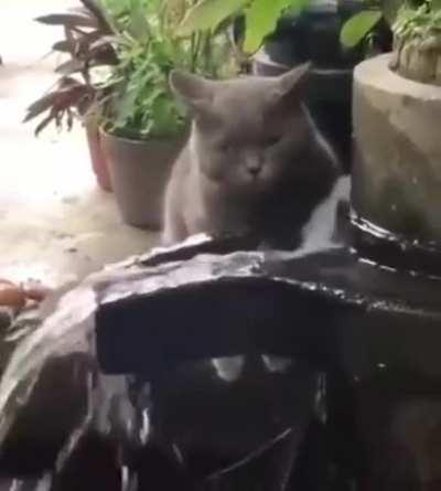 Cat drinking water