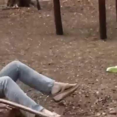 WCGW if i try to feed a wild animal?