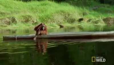 Just an orangutan rowing a boat
