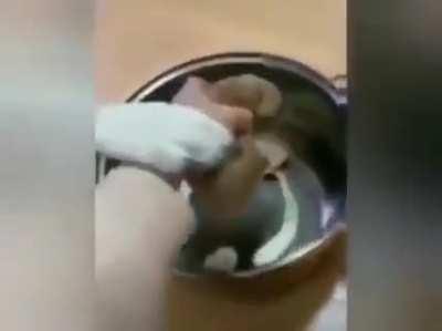 dOggO sAcRiFiCeS iTseLf tO sAve yOunGLiNg