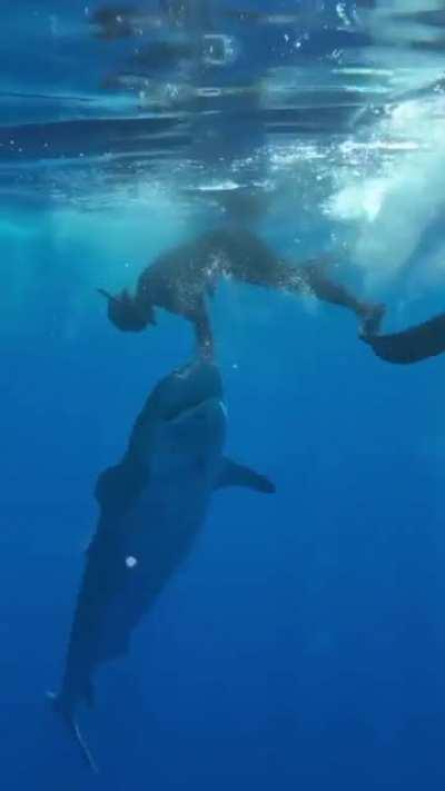 Massive cajones on this dude…