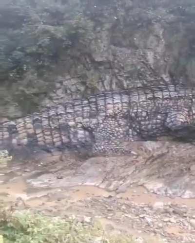 I still don't know if it's carved out of the rock or if it's a real crocodile