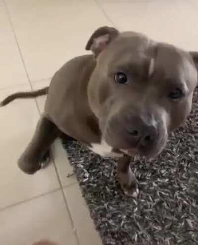 This pittie taking the cutest little bite