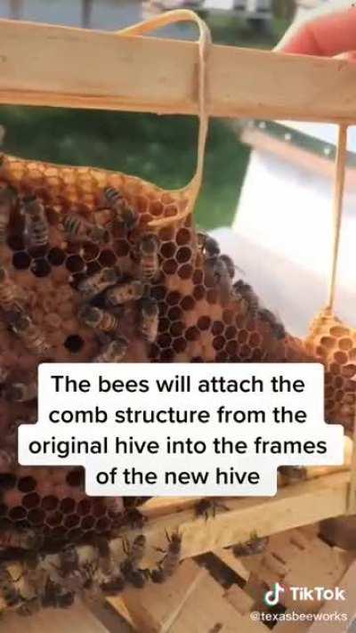 The master beekeeper is back again!