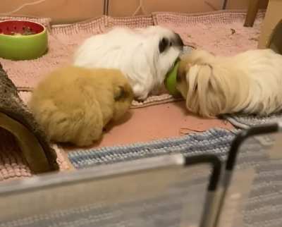 „Gnihihihi…. Oh! :<“ Oder: wie gewonnen, so zerronnen \^\^\*