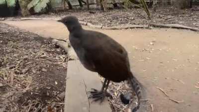 A Lyrebird can mimic almost anything it hears. This one sounds like a video game. The sounds are most likely construction tools and video and cameras.