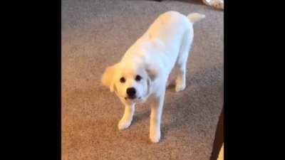 Кокосик лизь хозяйку в носик