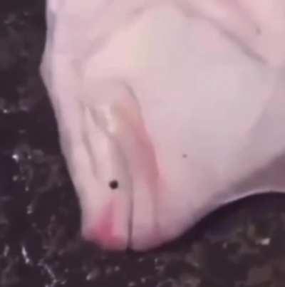 blursed_fish