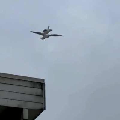 A seagull riding another seagull