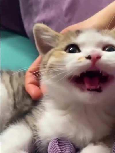 A little snippet of video of my little screamer