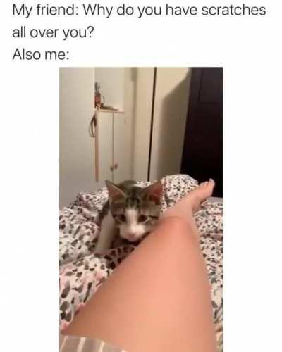 Rare footage of a young cat accidentally bringing its Hooman with it.