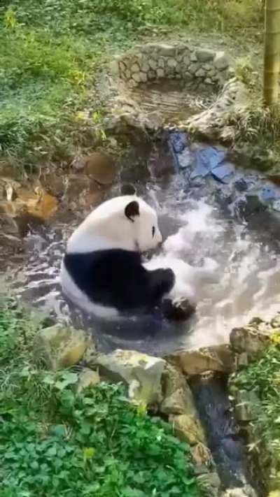 PANDA!!