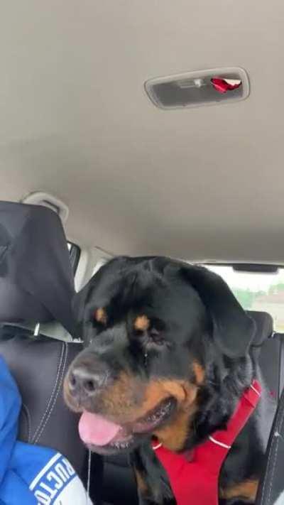 Are you gonna eat that? My dog and drive thru food…