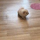 Fluffy little potato checking to see if the cooking's done