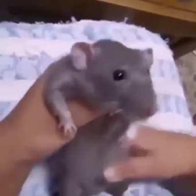 Buenas tardes 🐀🎶