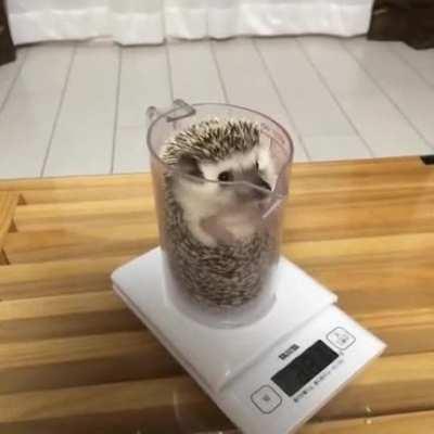 this hedgehog in a beaker