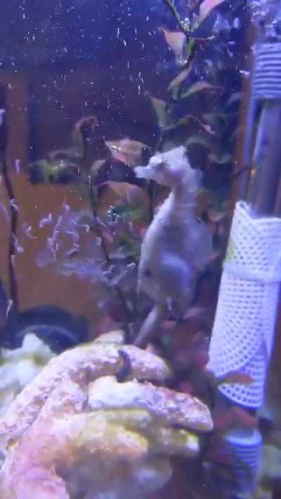 A Seahorse giving birth up close
