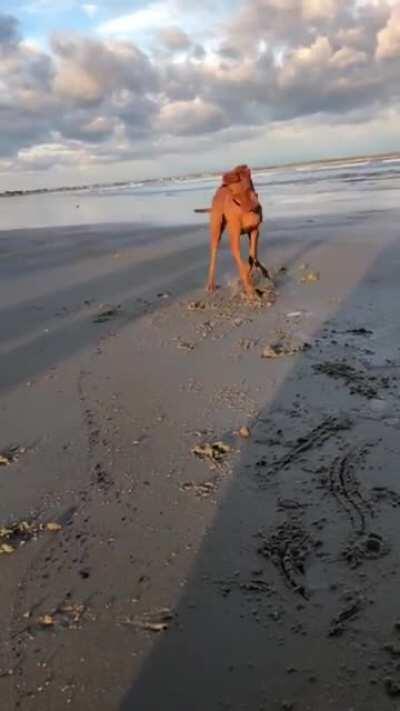 He Found a Clam, A CLAM!